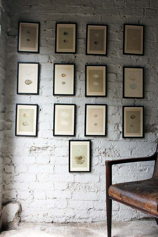A Decorative Group of Thirteen Framed & Hand-Coloured Lithographs & Woodblock Prints of British Birds' Eggs c.1842-56
