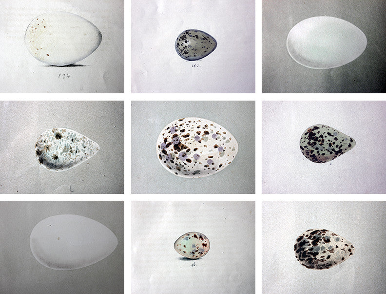 A Decorative Group of Thirteen Framed & Hand-Coloured Lithographs & Woodblock Prints of British Birds' Eggs c.1842-56