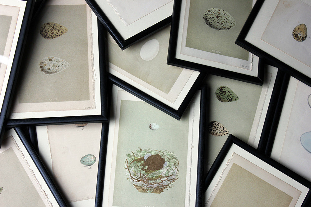 A Decorative Group of Thirteen Framed & Hand-Coloured Lithographs & Woodblock Prints of British Birds' Eggs c.1842-56