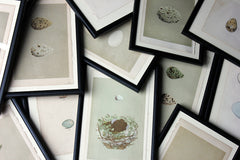 A Decorative Group of Thirteen Framed & Hand-Coloured Lithographs & Woodblock Prints of British Birds' Eggs c.1842-56