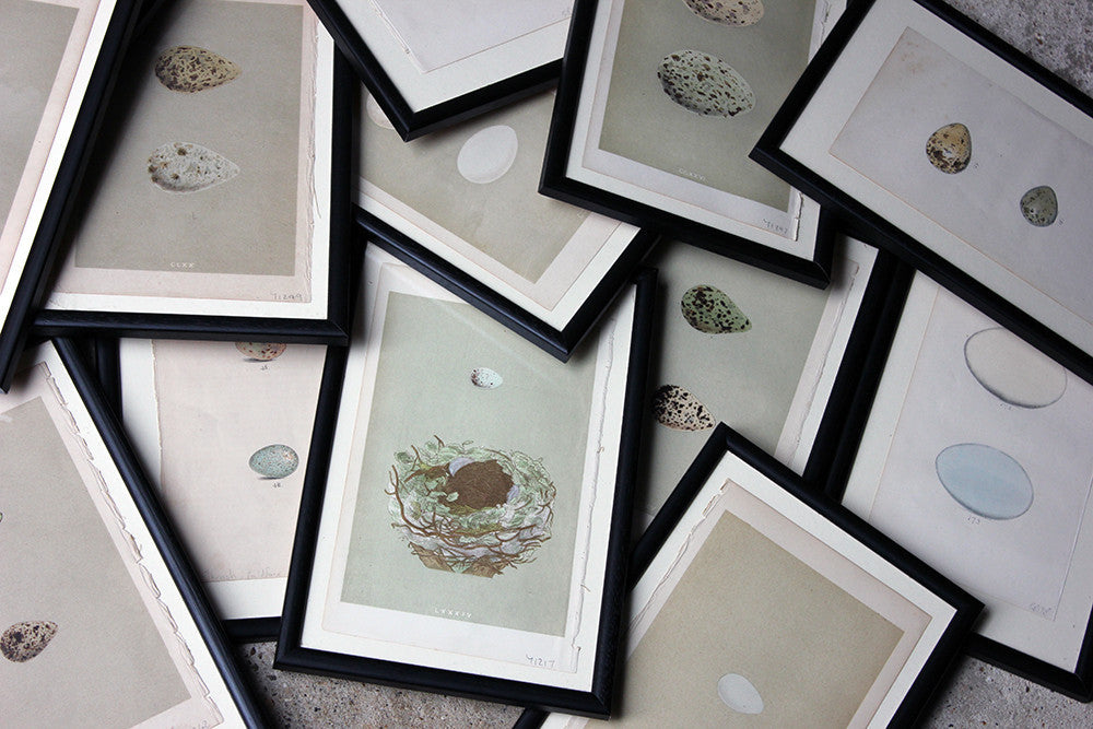 A Decorative Group of Thirteen Framed & Hand-Coloured Lithographs & Woodblock Prints of British Birds' Eggs c.1842-56