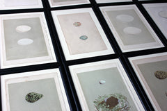 A Decorative Group of Thirteen Framed & Hand-Coloured Lithographs & Woodblock Prints of British Birds' Eggs c.1842-56