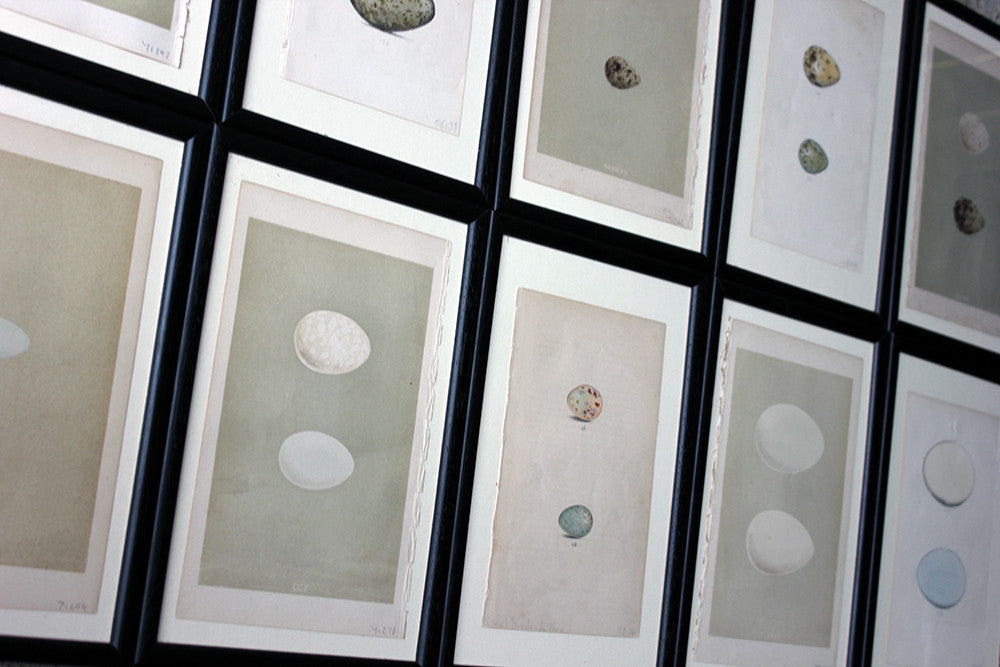 A Decorative Group of Thirteen Framed & Hand-Coloured Lithographs & Woodblock Prints of British Birds' Eggs c.1842-56