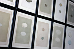 A Decorative Group of Thirteen Framed & Hand-Coloured Lithographs & Woodblock Prints of British Birds' Eggs c.1842-56