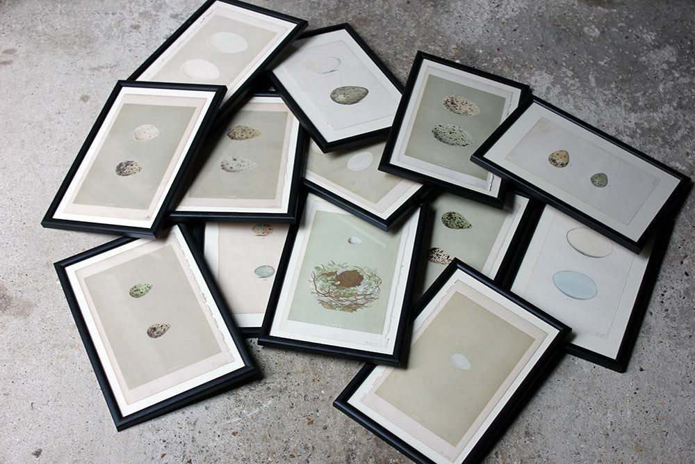 A Decorative Group of Thirteen Framed & Hand-Coloured Lithographs & Woodblock Prints of British Birds' Eggs c.1842-56