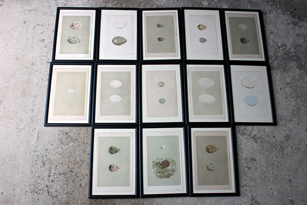 A Decorative Group of Thirteen Framed & Hand-Coloured Lithographs & Woodblock Prints of British Birds' Eggs c.1842-56