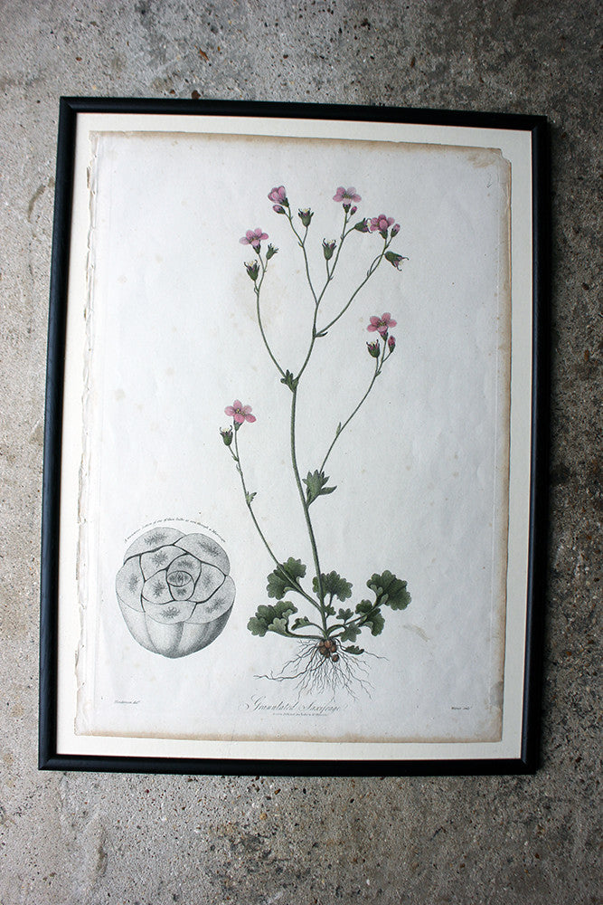 A Decorative Group of Five George III Period Framed & Hand-Coloured Stipple Botanical Engravings from The Temple of Flora; or Garden of Nature c.1799-1809