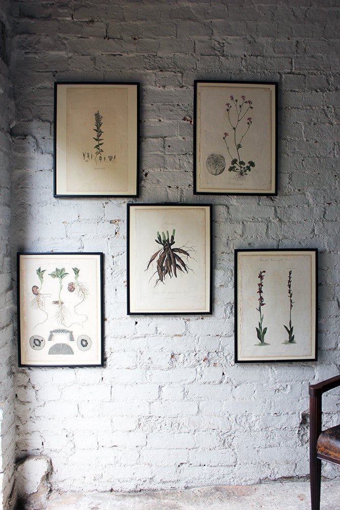 A Decorative Group of Five George III Period Framed & Hand-Coloured Stipple Botanical Engravings from The Temple of Flora; or Garden of Nature c.1799-1809