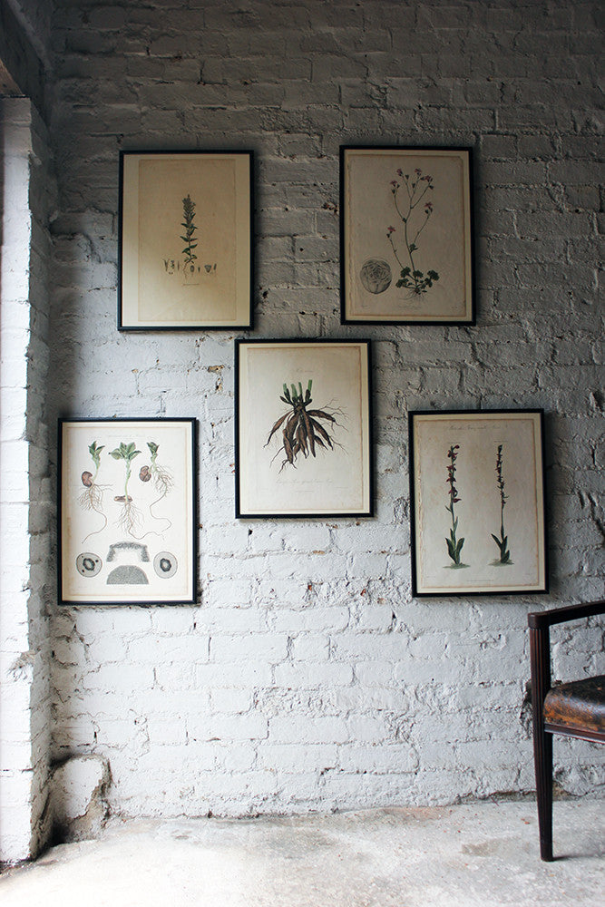 A Decorative Group of Five George III Period Framed & Hand-Coloured Stipple Botanical Engravings from The Temple of Flora; or Garden of Nature c.1799-1809