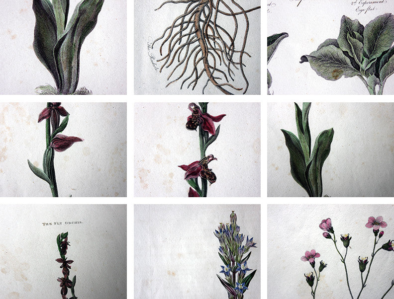 A Decorative Group of Five George III Period Framed & Hand-Coloured Stipple Botanical Engravings from The Temple of Flora; or Garden of Nature c.1799-1809