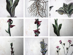 A Decorative Group of Five George III Period Framed & Hand-Coloured Stipple Botanical Engravings from The Temple of Flora; or Garden of Nature c.1799-1809