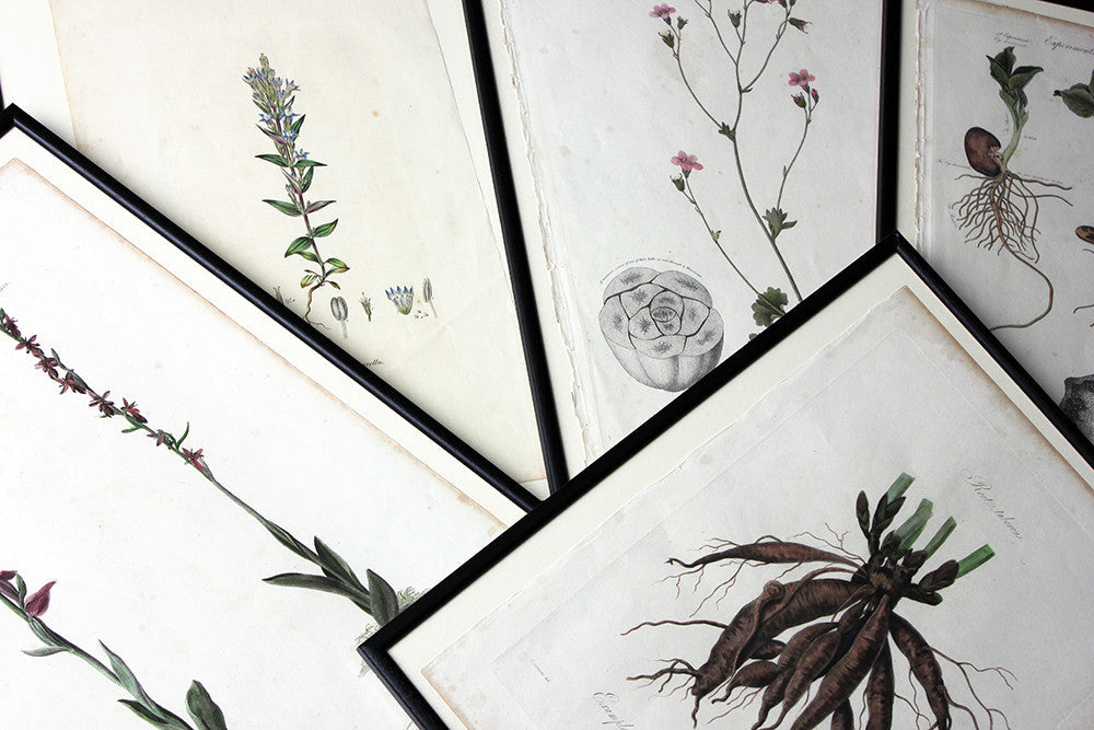 A Decorative Group of Five George III Period Framed & Hand-Coloured Stipple Botanical Engravings from The Temple of Flora; or Garden of Nature c.1799-1809