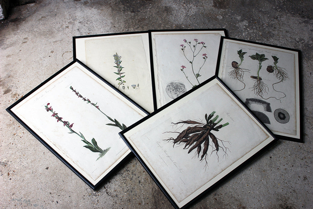 A Decorative Group of Five George III Period Framed & Hand-Coloured Stipple Botanical Engravings from The Temple of Flora; or Garden of Nature c.1799-1809