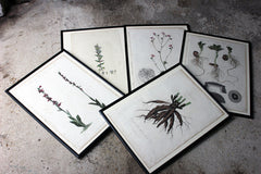A Decorative Group of Five George III Period Framed & Hand-Coloured Stipple Botanical Engravings from The Temple of Flora; or Garden of Nature c.1799-1809