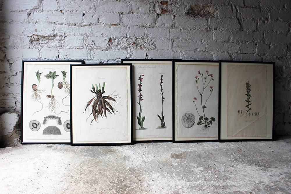 A Decorative Group of Five George III Period Framed & Hand-Coloured Stipple Botanical Engravings from The Temple of Flora; or Garden of Nature c.1799-1809