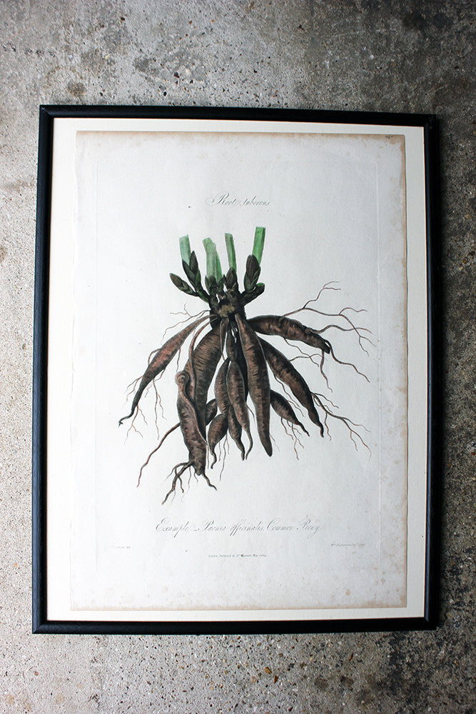 A Decorative Group of Five George III Period Framed & Hand-Coloured Stipple Botanical Engravings from The Temple of Flora; or Garden of Nature c.1799-1809
