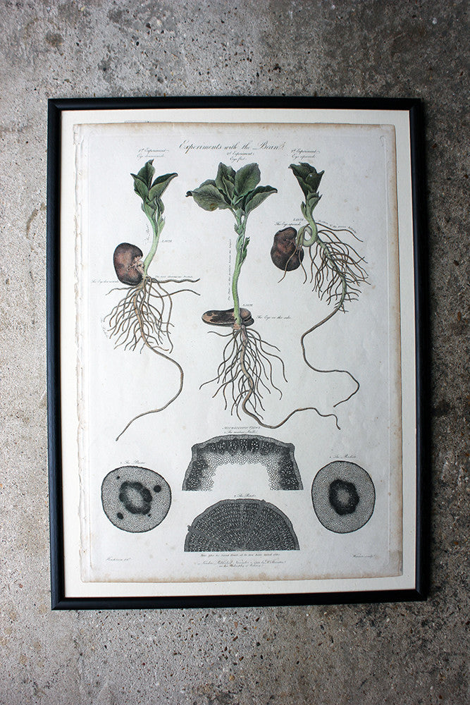 A Decorative Group of Five George III Period Framed & Hand-Coloured Stipple Botanical Engravings from The Temple of Flora; or Garden of Nature c.1799-1809