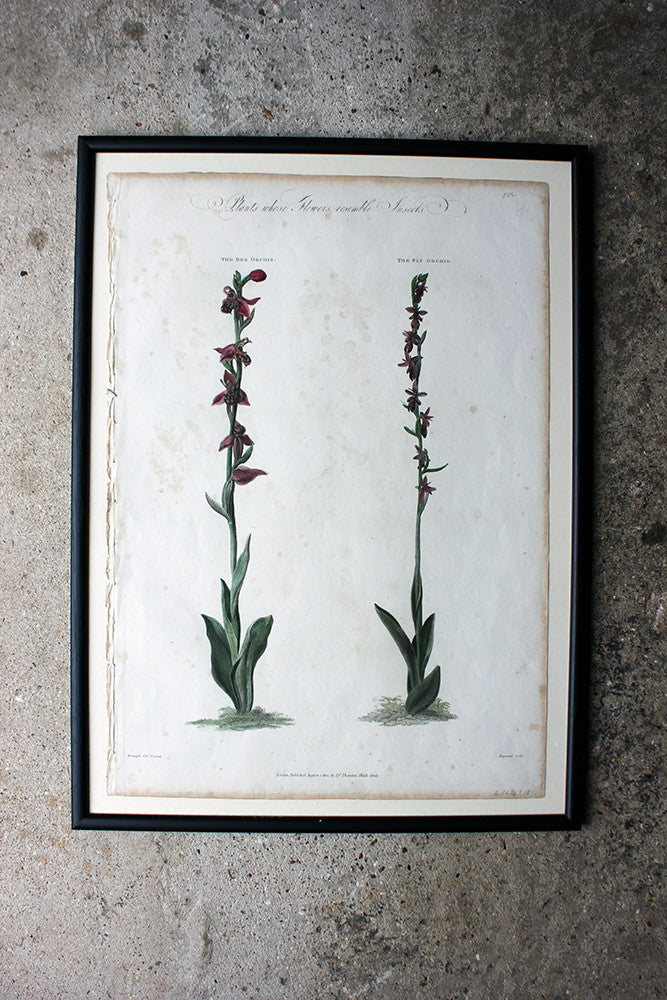 A Decorative Group of Five George III Period Framed & Hand-Coloured Stipple Botanical Engravings from The Temple of Flora; or Garden of Nature c.1799-1809