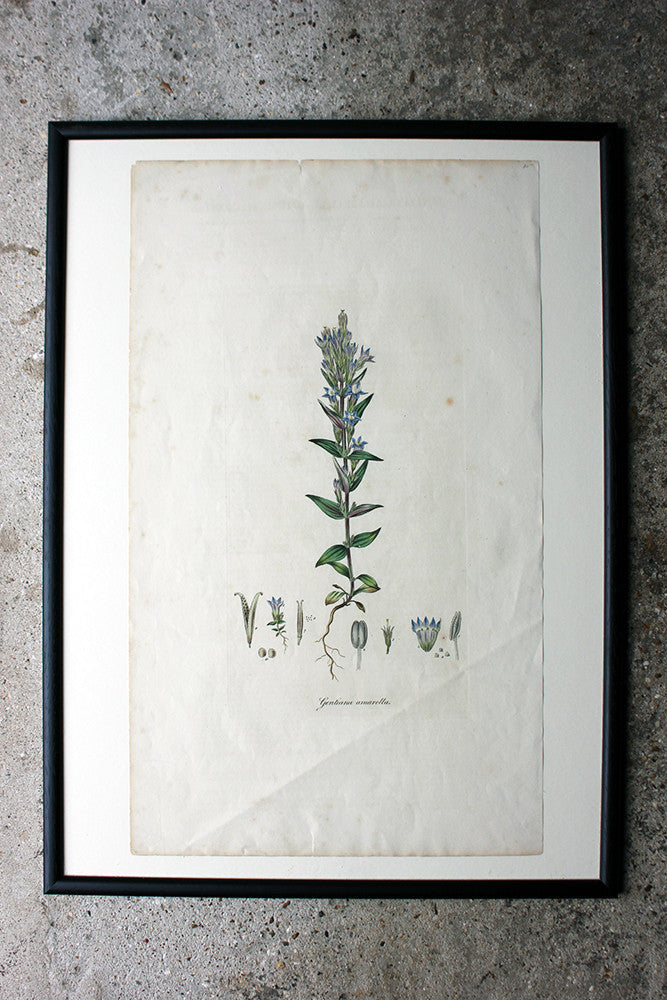 A Decorative Group of Five George III Period Framed & Hand-Coloured Stipple Botanical Engravings from The Temple of Flora; or Garden of Nature c.1799-1809