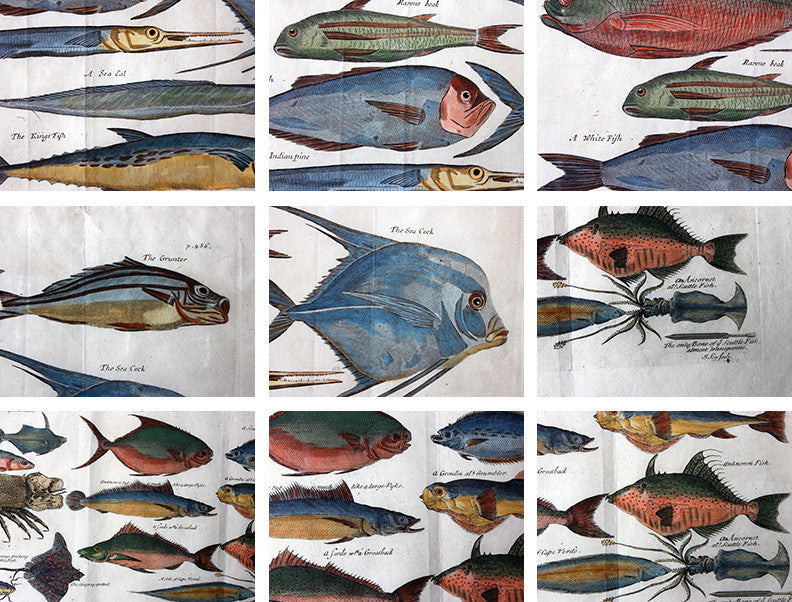 A Beautiful Group of Five Hand-Coloured Copper Plates of Fish From “A Collection of Voyages and Travels” c.1730