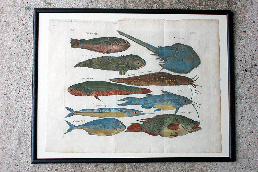 A Beautiful Group of Five Hand-Coloured Copper Plates of Fish From “A Collection of Voyages and Travels” c.1730