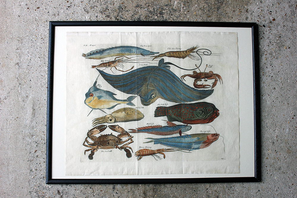 A Beautiful Group of Five Hand-Coloured Copper Plates of Fish From “A Collection of Voyages and Travels” c.1730