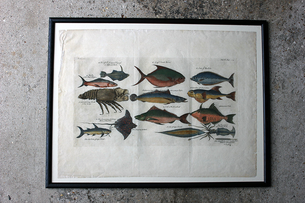 A Beautiful Group of Five Hand-Coloured Copper Plates of Fish From “A Collection of Voyages and Travels” c.1730