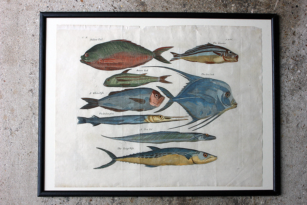 A Beautiful Group of Five Hand-Coloured Copper Plates of Fish From “A Collection of Voyages and Travels” c.1730