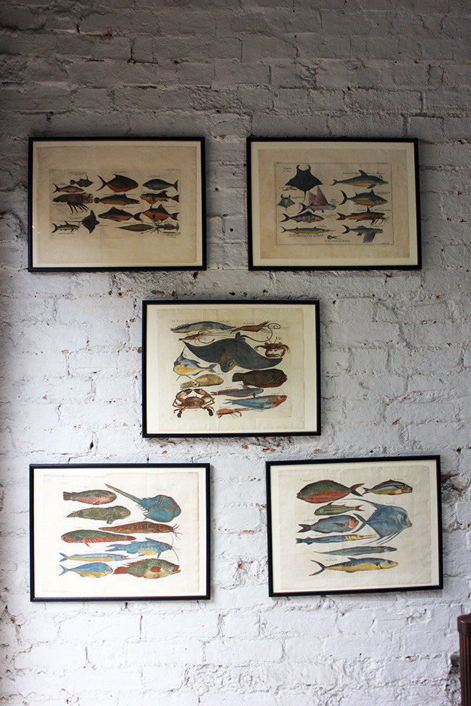 A Beautiful Group of Five Hand-Coloured Copper Plates of Fish From “A Collection of Voyages and Travels” c.1730