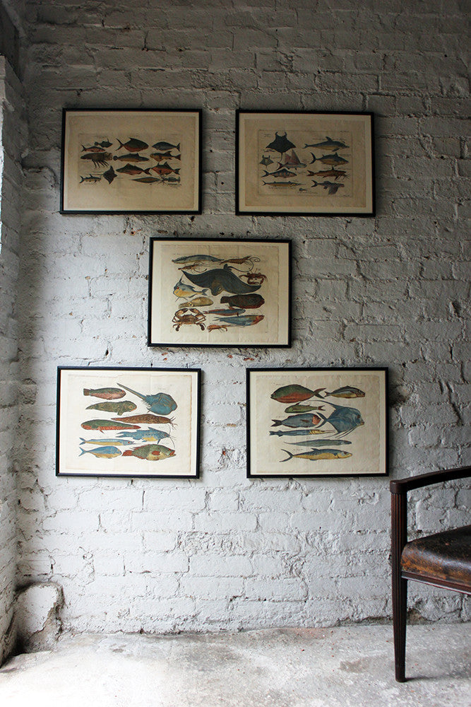 A Beautiful Group of Five Hand-Coloured Copper Plates of Fish From “A Collection of Voyages and Travels” c.1730