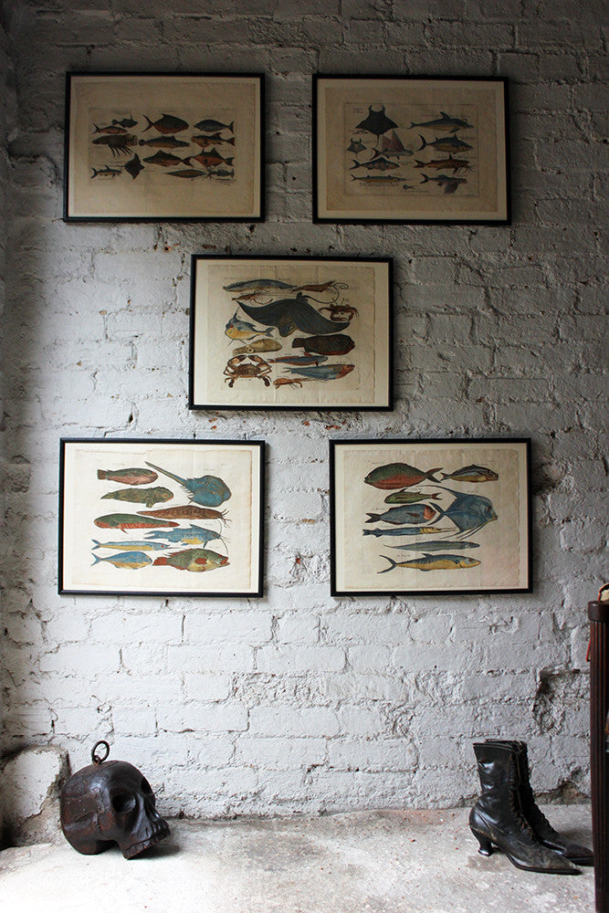 A Beautiful Group of Five Hand-Coloured Copper Plates of Fish From “A Collection of Voyages and Travels” c.1730