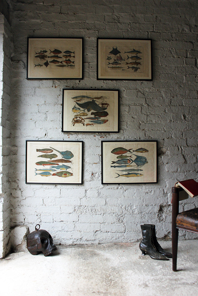 A Beautiful Group of Five Hand-Coloured Copper Plates of Fish From “A Collection of Voyages and Travels” c.1730