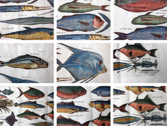 A Beautiful Group of Five Hand-Coloured Copper Plates of Fish From “A Collection of Voyages and Travels” c.1730