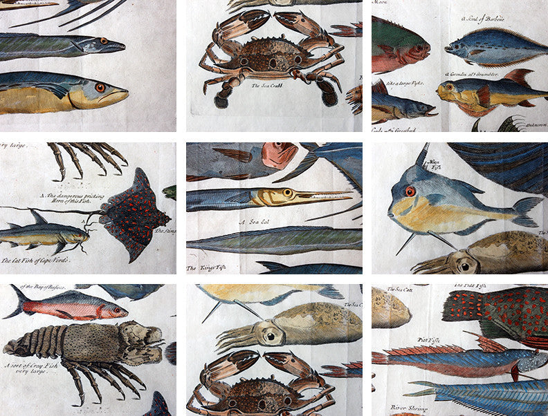 A Beautiful Group of Five Hand-Coloured Copper Plates of Fish From “A Collection of Voyages and Travels” c.1730