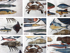 A Beautiful Group of Five Hand-Coloured Copper Plates of Fish From “A Collection of Voyages and Travels” c.1730