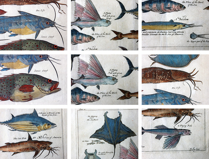 A Beautiful Group of Five Hand-Coloured Copper Plates of Fish From “A Collection of Voyages and Travels” c.1730