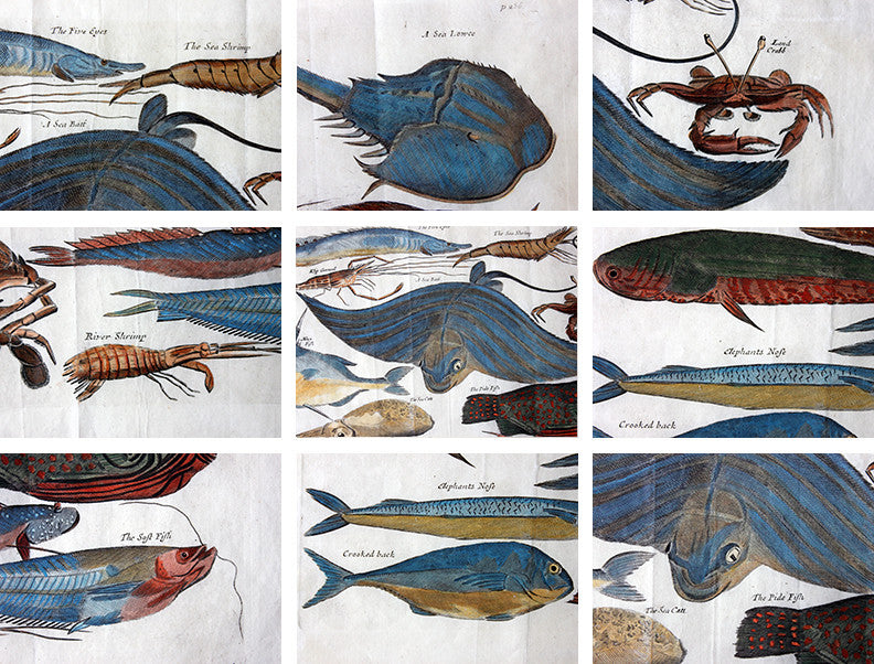 A Beautiful Group of Five Hand-Coloured Copper Plates of Fish From “A Collection of Voyages and Travels” c.1730