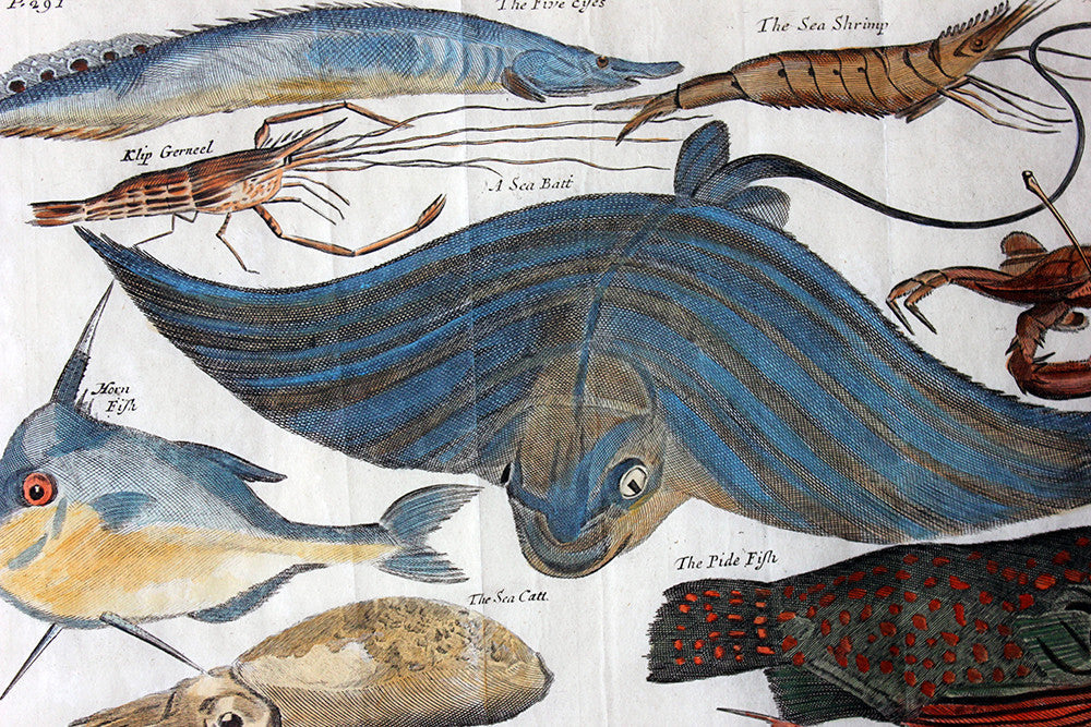 A Beautiful Group of Five Hand-Coloured Copper Plates of Fish From “A Collection of Voyages and Travels” c.1730