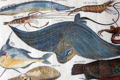 A Beautiful Group of Five Hand-Coloured Copper Plates of Fish From “A Collection of Voyages and Travels” c.1730