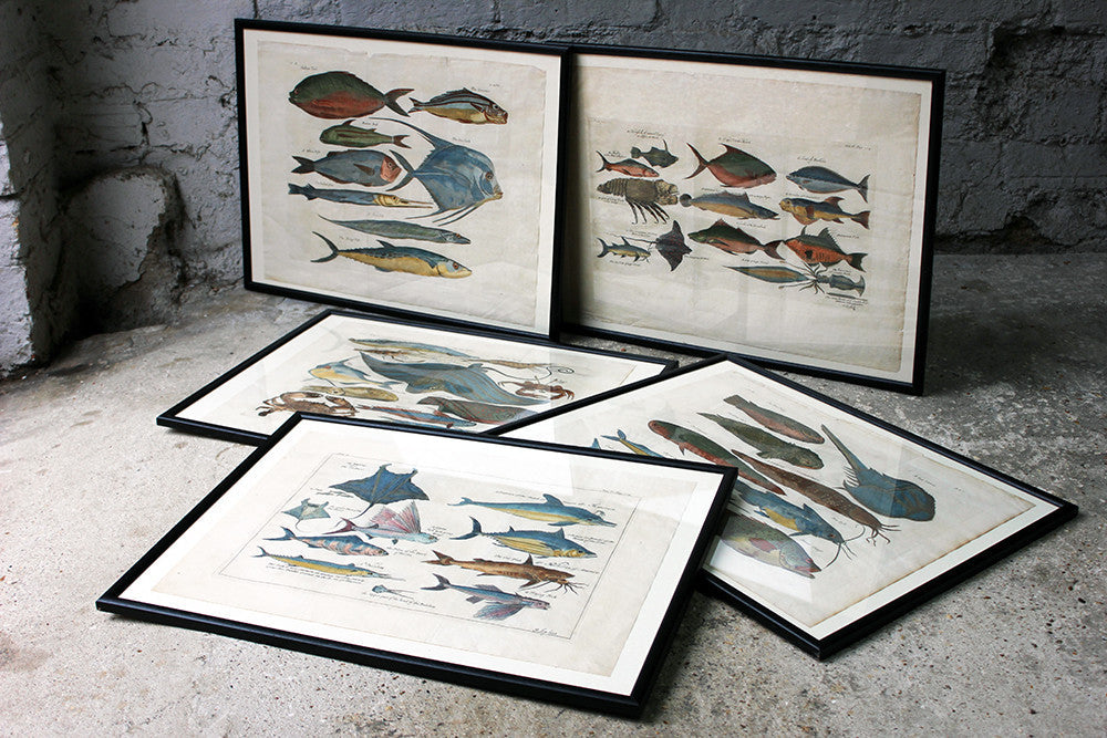 A Beautiful Group of Five Hand-Coloured Copper Plates of Fish From “A Collection of Voyages and Travels” c.1730