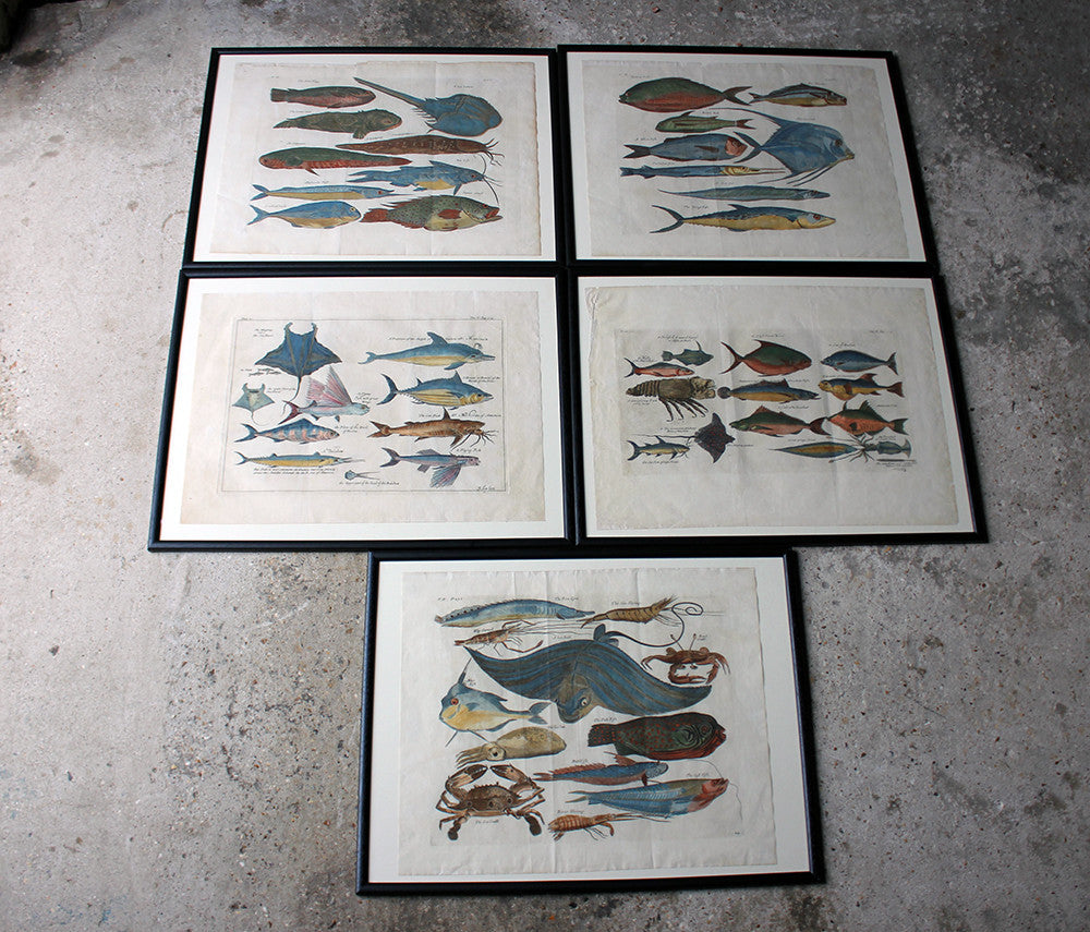 A Beautiful Group of Five Hand-Coloured Copper Plates of Fish From “A Collection of Voyages and Travels” c.1730