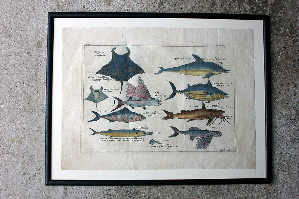 A Beautiful Group of Five Hand-Coloured Copper Plates of Fish From “A Collection of Voyages and Travels” c.1730