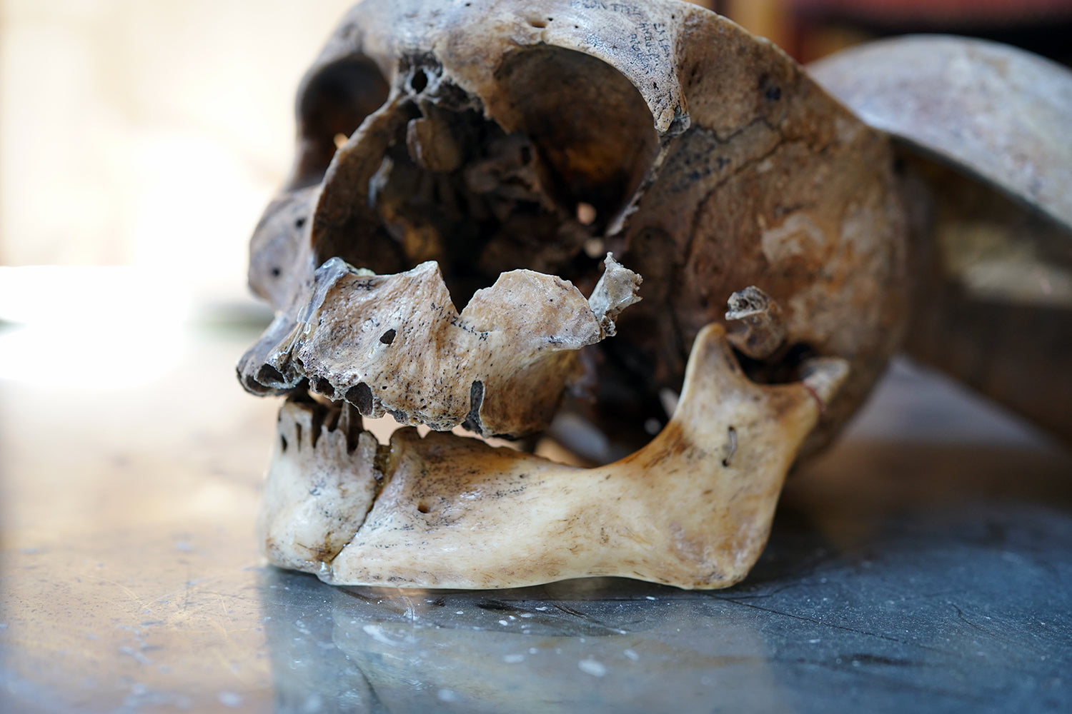 A 19thC Human Skull Inscribed for Phrenological Demonstration