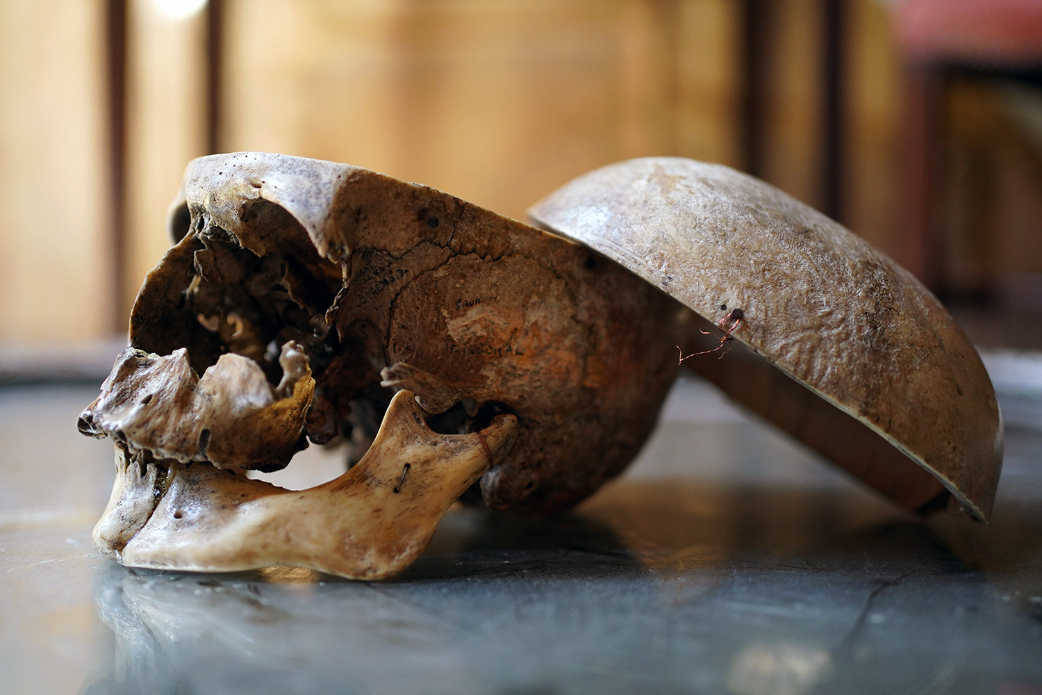 A 19thC Human Skull Inscribed for Phrenological Demonstration