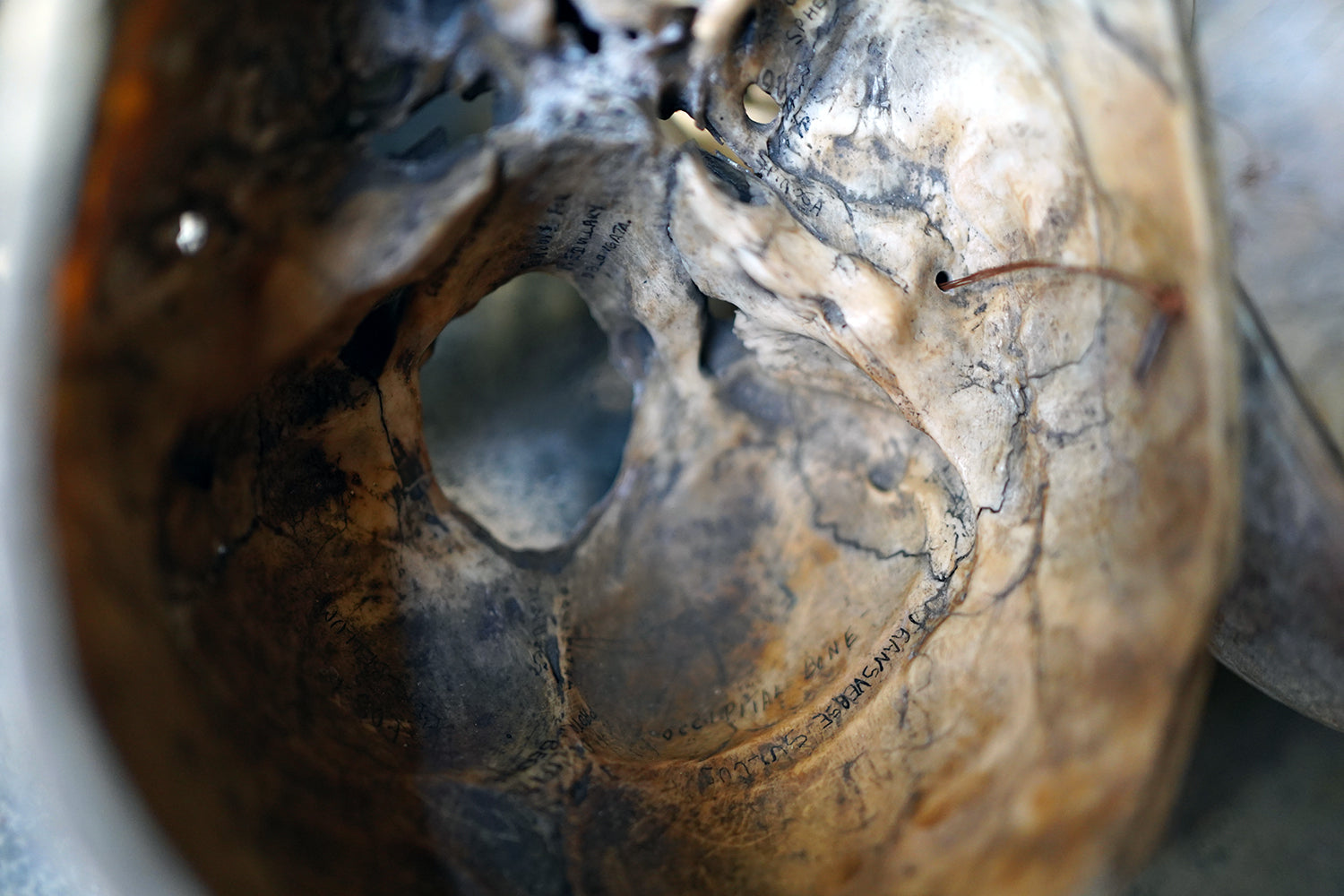 A 19thC Human Skull Inscribed for Phrenological Demonstration