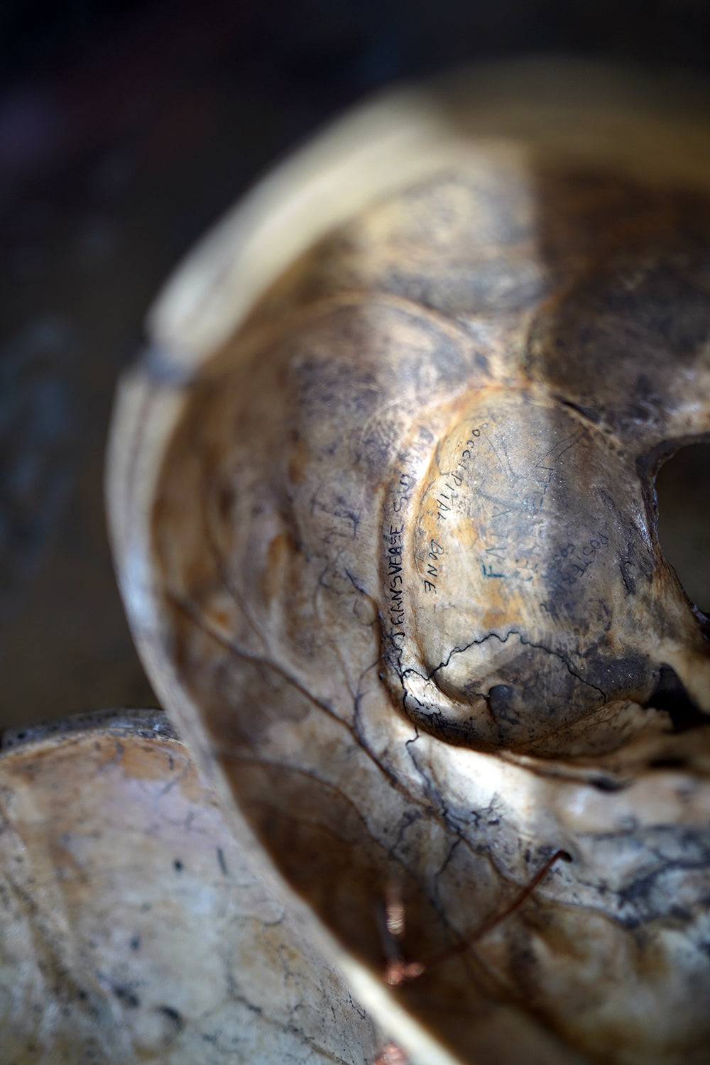 A 19thC Human Skull Inscribed for Phrenological Demonstration