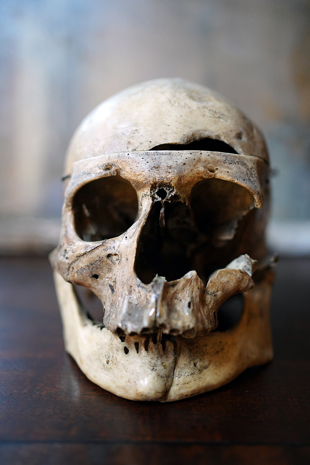 A 19thC Human Skull Inscribed for Phrenological Demonstration