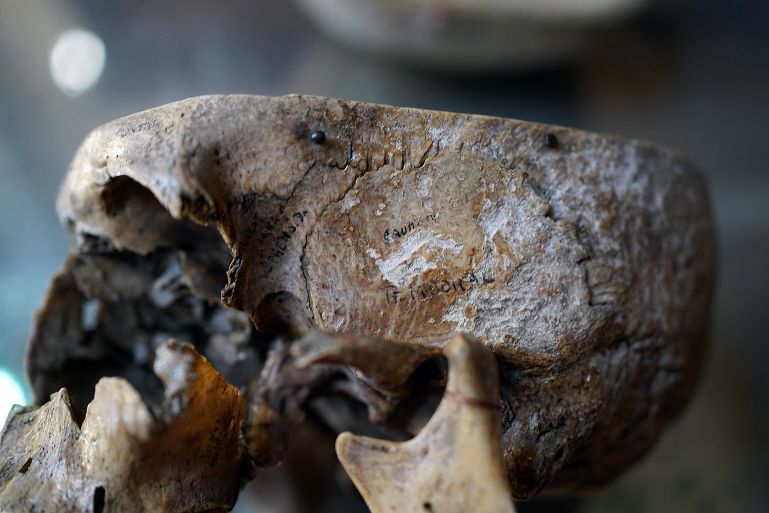 A 19thC Human Skull Inscribed for Phrenological Demonstration