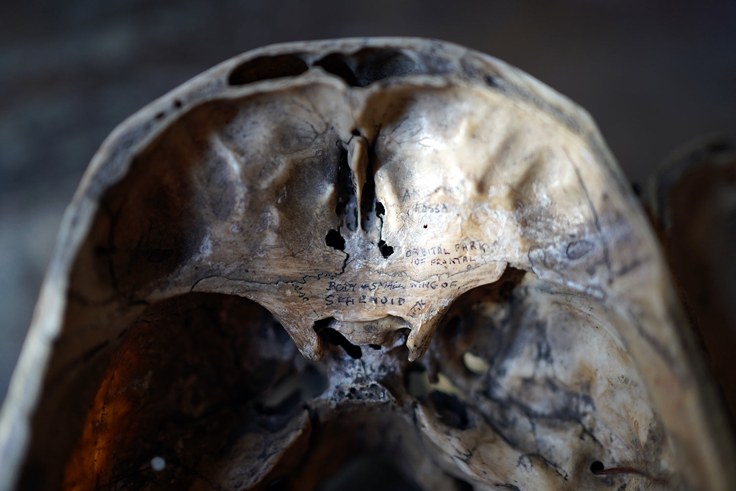 A 19thC Human Skull Inscribed for Phrenological Demonstration