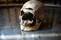 A 19thC Human Skull Inscribed for Phrenological Demonstration